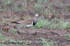 Vanellus melanopterus