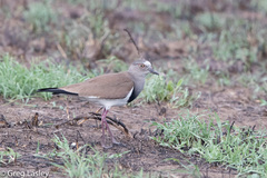 Vanellus melanopterus