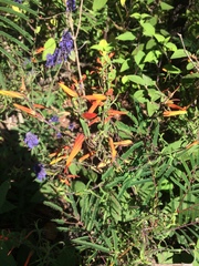 Castilleja integrifolia