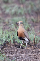 Cursorius temminckii