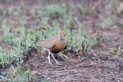 Cursorius temminckii