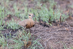 Cursorius temminckii