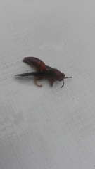 Insecta