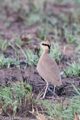 Cursorius temminckii