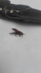Insecta
