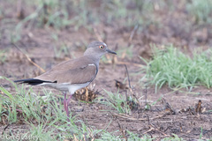 Vanellus melanopterus