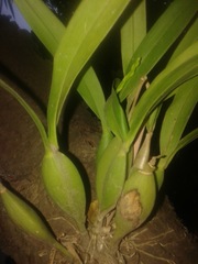 Prosthechea obpiribulbon