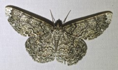Amblychia subrubida