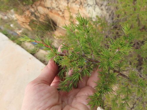 Image of Cliffortia atrata by (c) linkie, some rights reserved (CC BY)