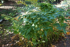 Polygonatum multiflorum