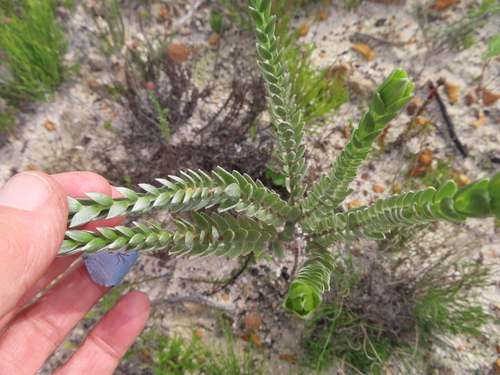 Image of Gnidia anomala by (c) linkie, some rights reserved (CC BY)