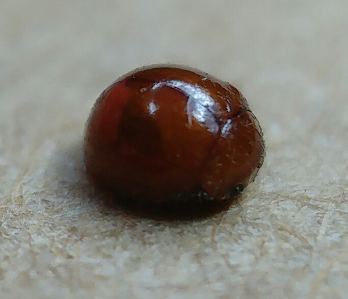 Microweiseinae