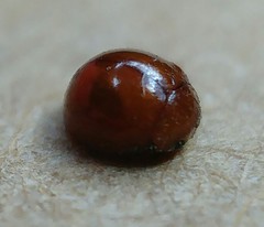 Serangium montazerii