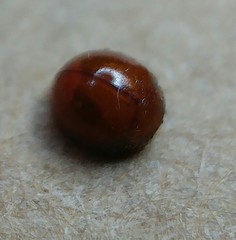 Serangium montazerii