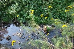 Helianthus salicifolius