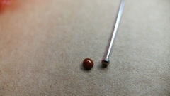 Serangium montazerii