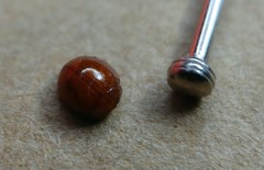 Serangium montazerii