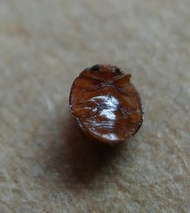 Serangium montazerii