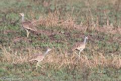 Eupodotis senegalensis