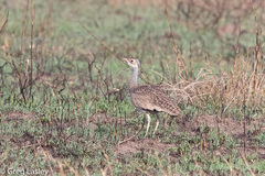 Eupodotis senegalensis