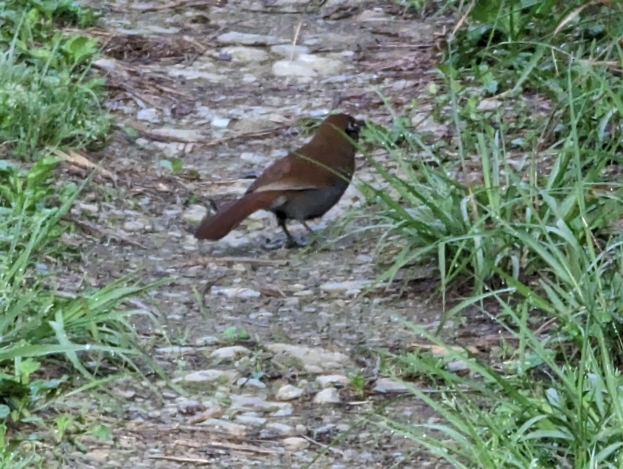 Rusty Laughingthrush