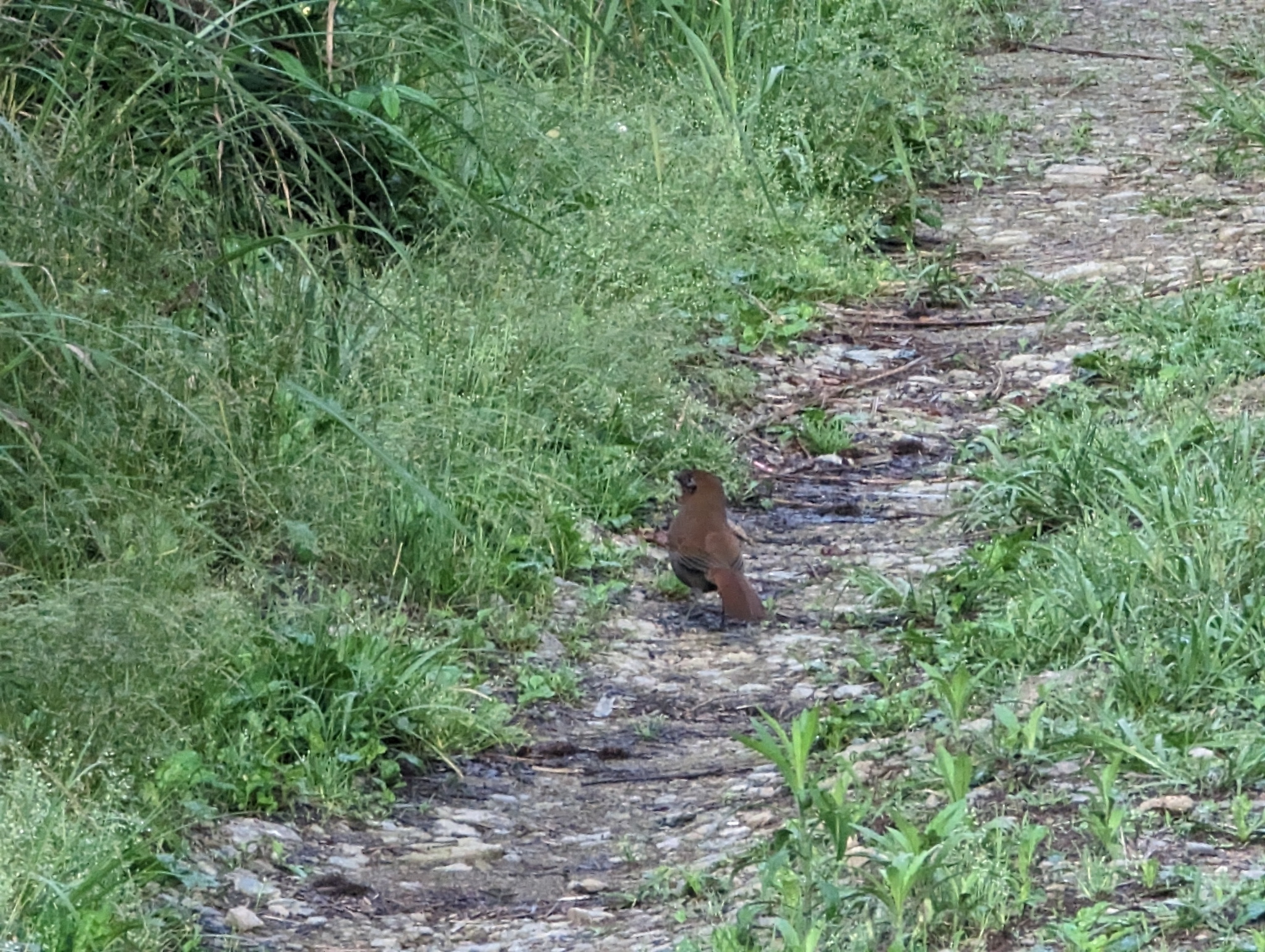 Rusty Laughingthrush