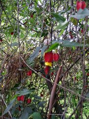 Callianthe megapotamica