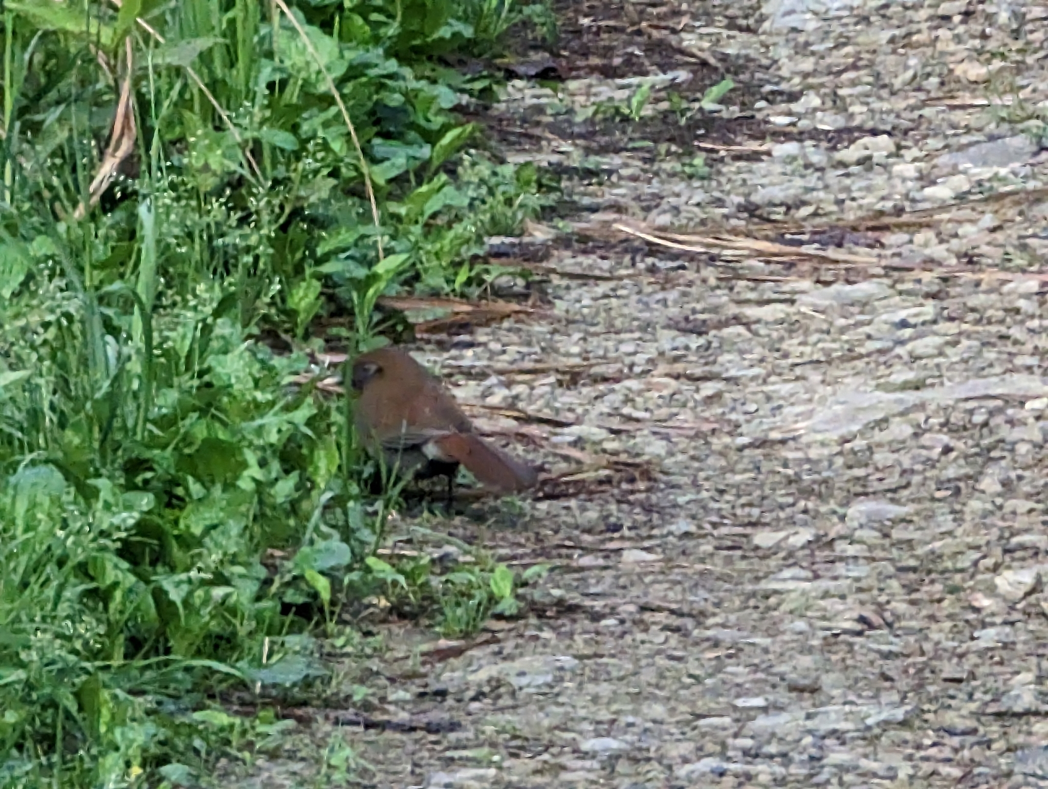 Rusty Laughingthrush