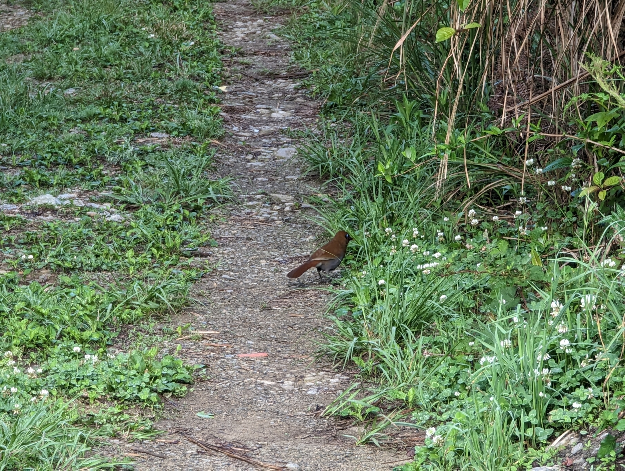 Rusty Laughingthrush