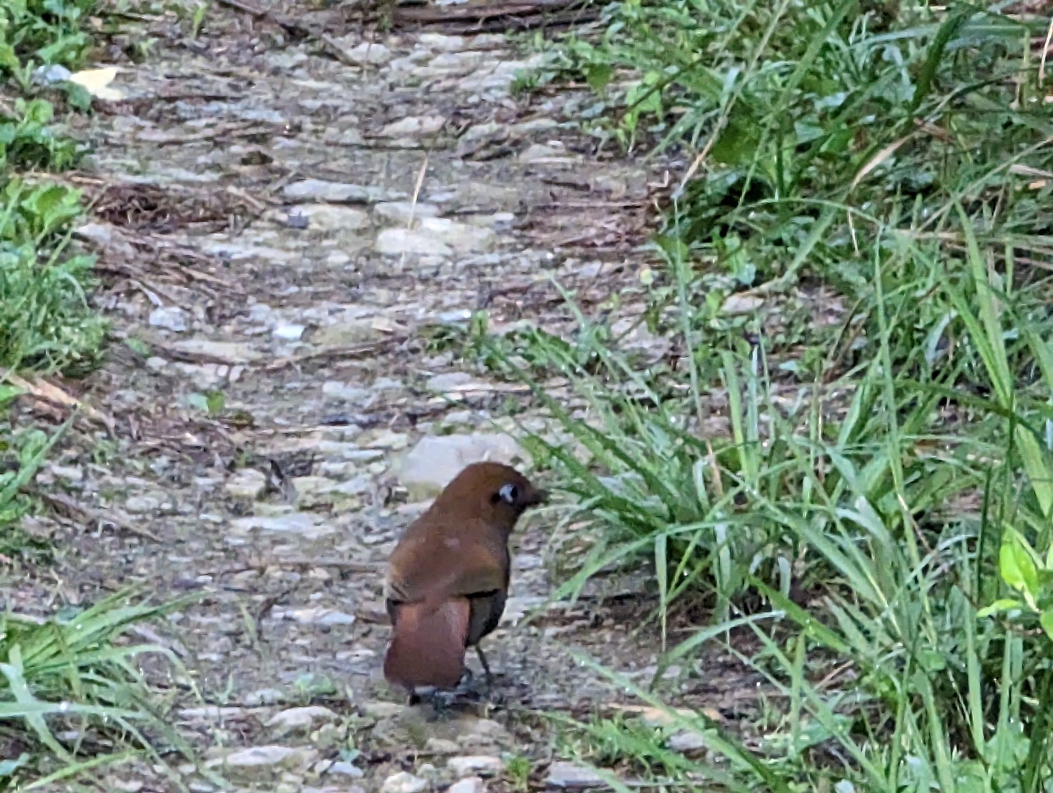 Rusty Laughingthrush