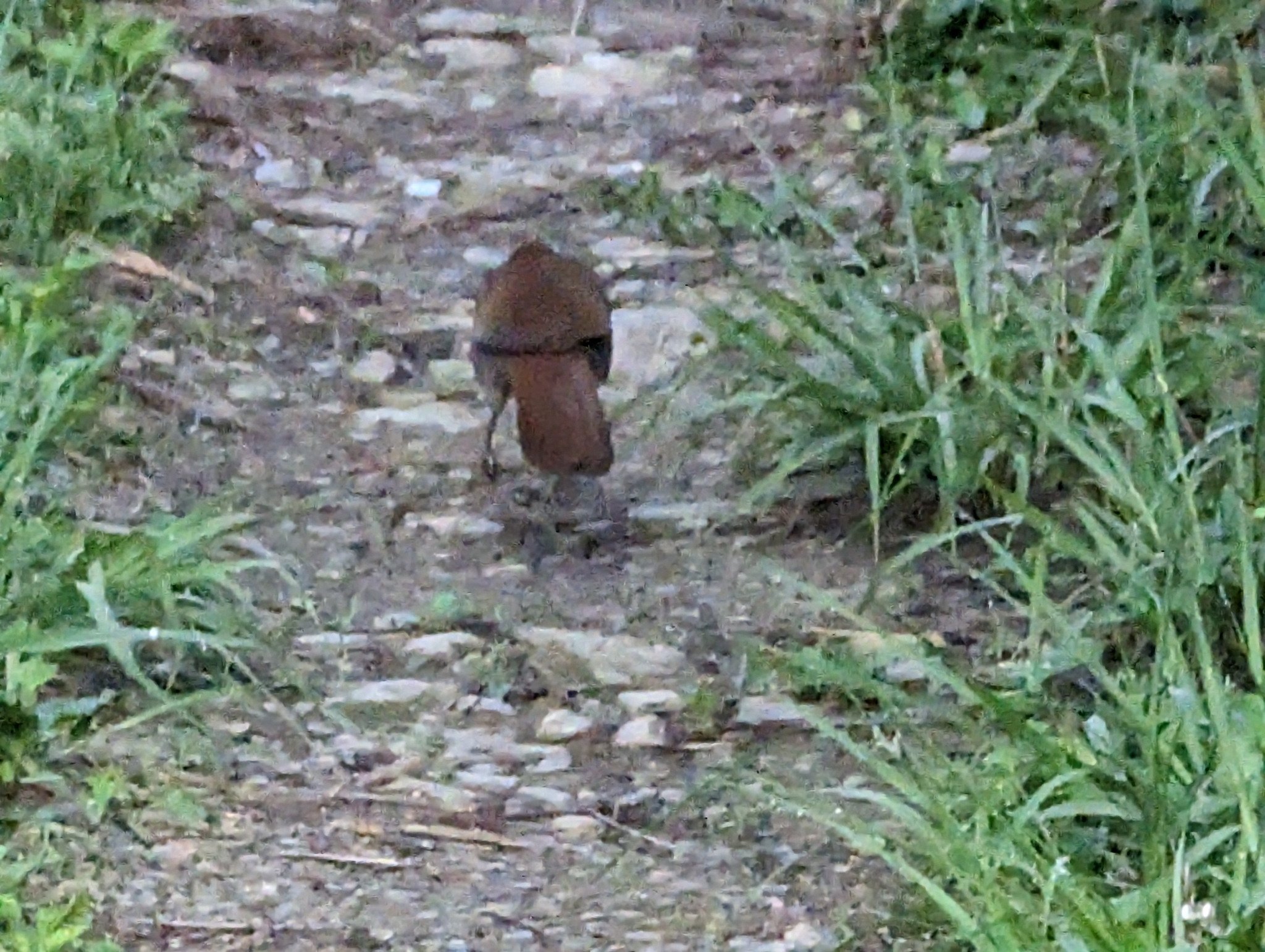 Rusty Laughingthrush