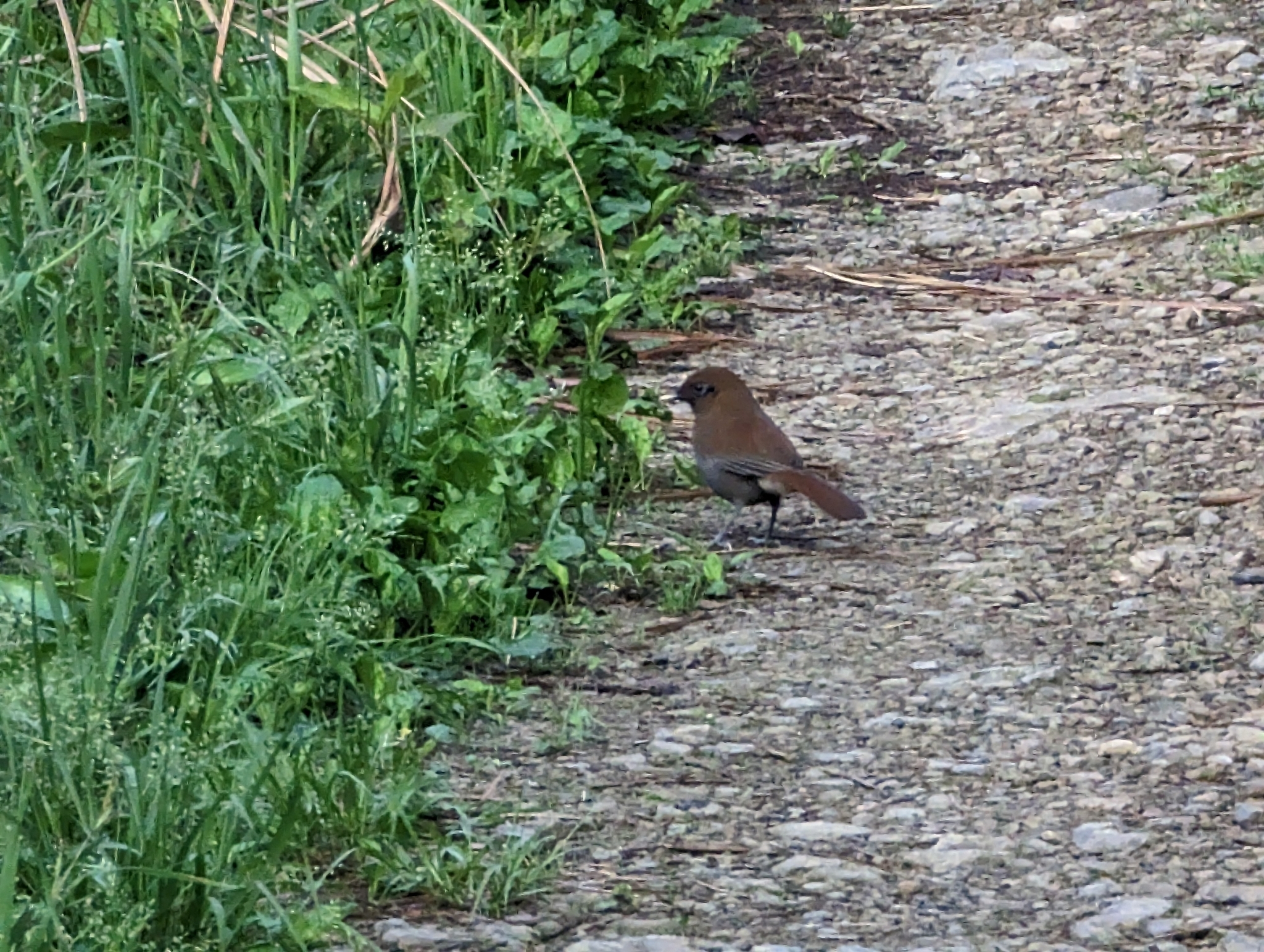 Rusty Laughingthrush