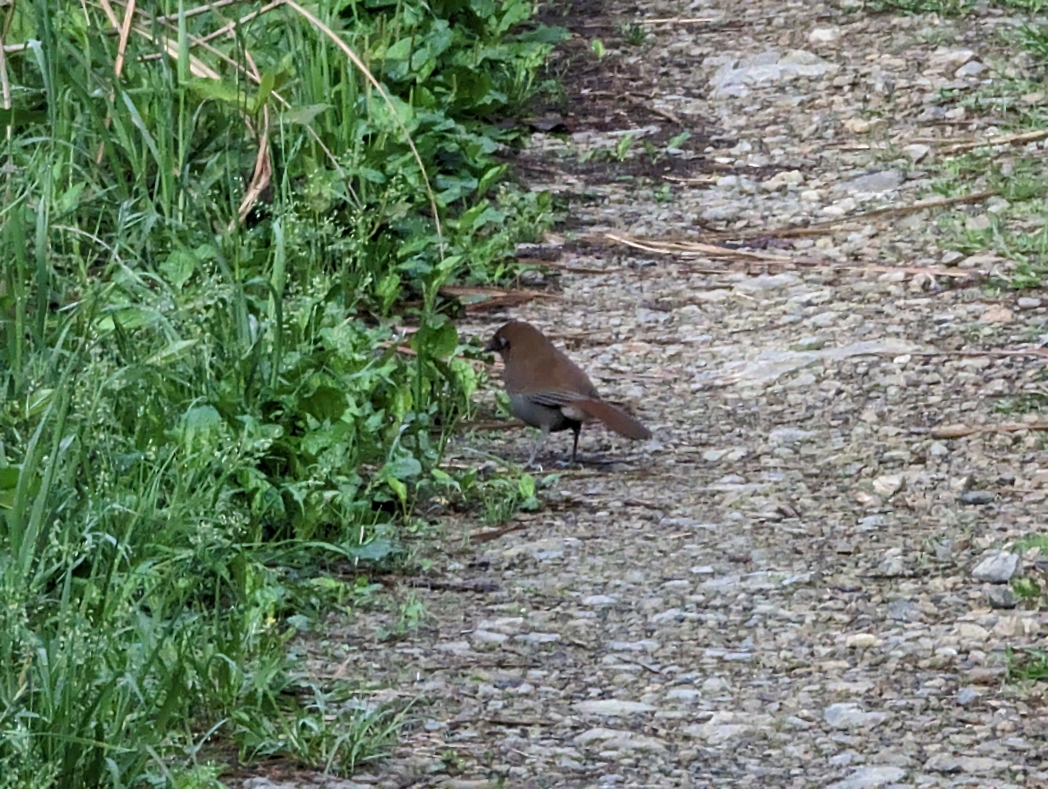 Rusty Laughingthrush