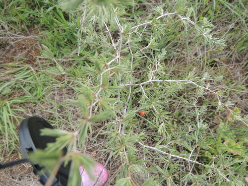 Image of Asparagus exuvialis by (c) Jacques van der Merwe, some rights reserved (CC BY-SA)