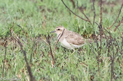 Charadrius asiaticus