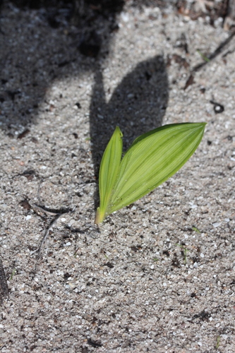 Image of Babiana nana by no rights reserved