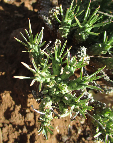 Euphorbia maleolens image