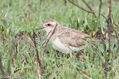 Charadrius asiaticus