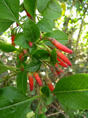 Iochroma fuchsioides