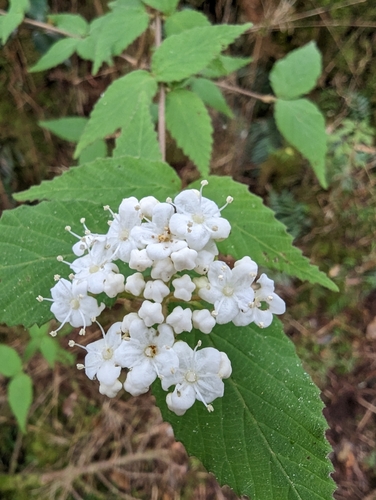 Image of Viburnum erosum by (c) Chen Jia Hong, some rights reserved (CC BY)