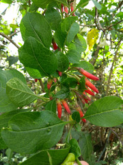 Iochroma fuchsioides