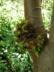 Vasconcellea pubescens