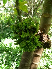 Vasconcellea pubescens