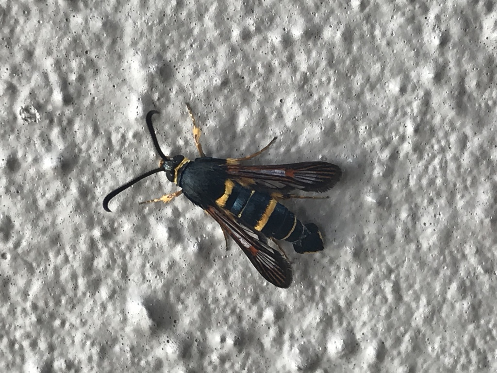 Oak Gall Borer