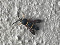 Synanthedon decipiens