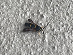 Synanthedon decipiens