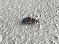 Synanthedon decipiens