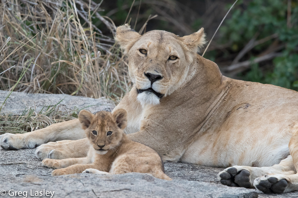 Lion in October 2018 by Greg Lasley. Another one of those 