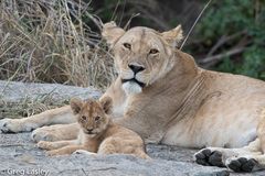 Lion photo 1