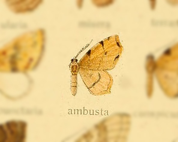 Lobogonia ambusta